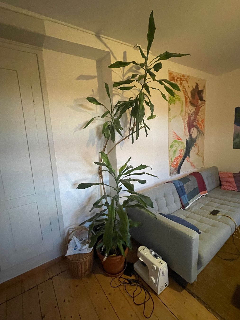 Piante & sementi: Drachenbaum (Dracaena fragrans) – Usato da Winterthur venduto da Brockenhaus03