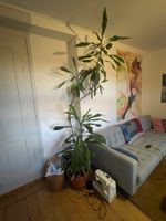 Drachenbaum (Dracaena fragrans)