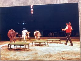 Circus Knie Foto 1988