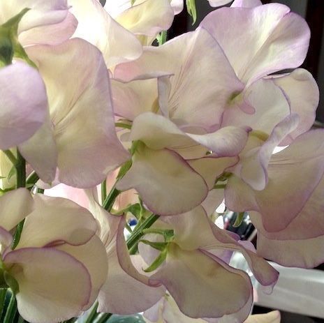 Piante & sementi: 15 Samen Duftwicke HIGH SCENT – Usato da Ehrendingen venduto da VerveinaSamen