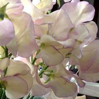 15 Samen Duftwicke HIGH SCENT