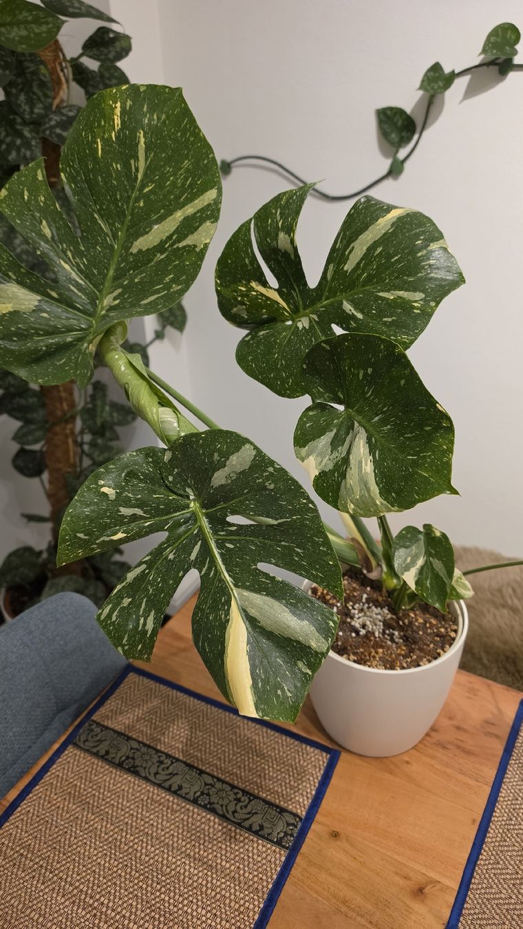 Piante & sementi: Monstera Thai  – Nuovo (secondo la descrizione) da Hausen am Albis venduto da M.Kurz 1
