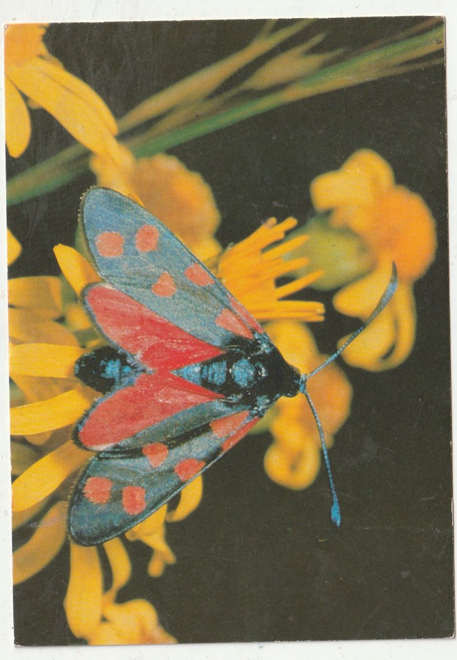 Cartes postales: Blumenkarte – D'occasion à Lumbrein par made02