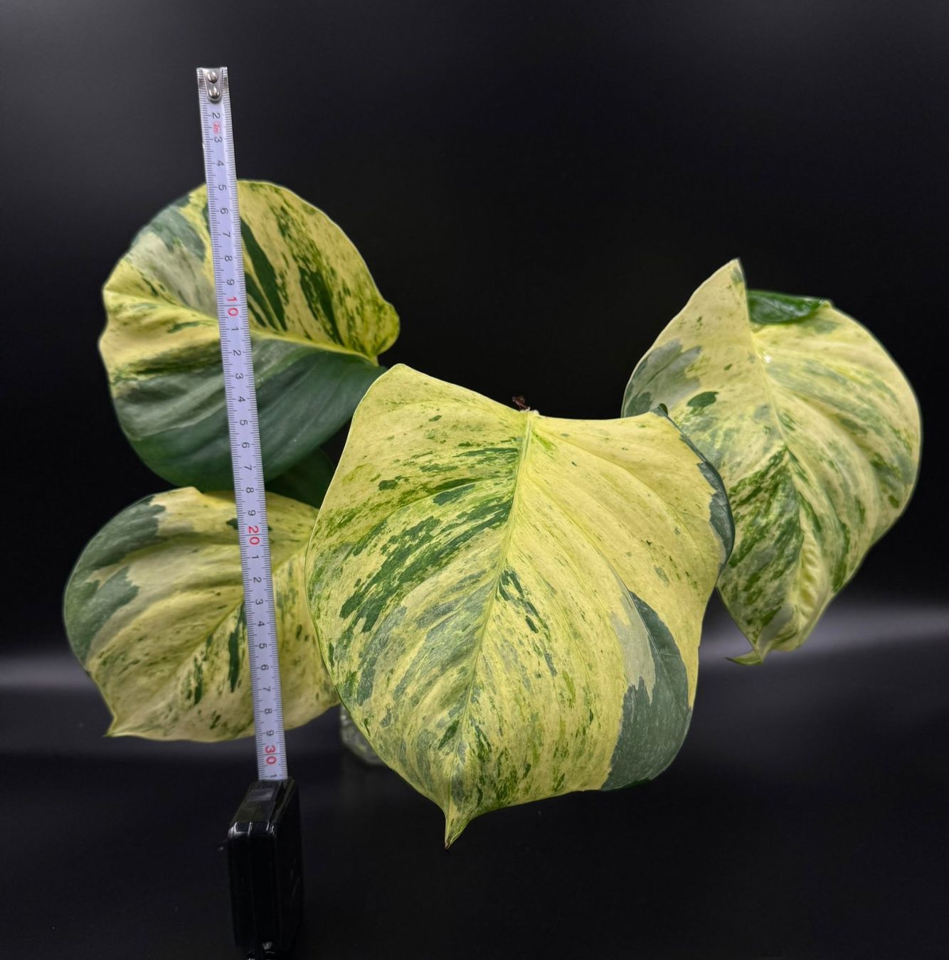 Piante & sementi: Epipremnum aureum 'Manjula' – Nuovo (secondo la descrizione) da Bühler venduto da googelibear 1