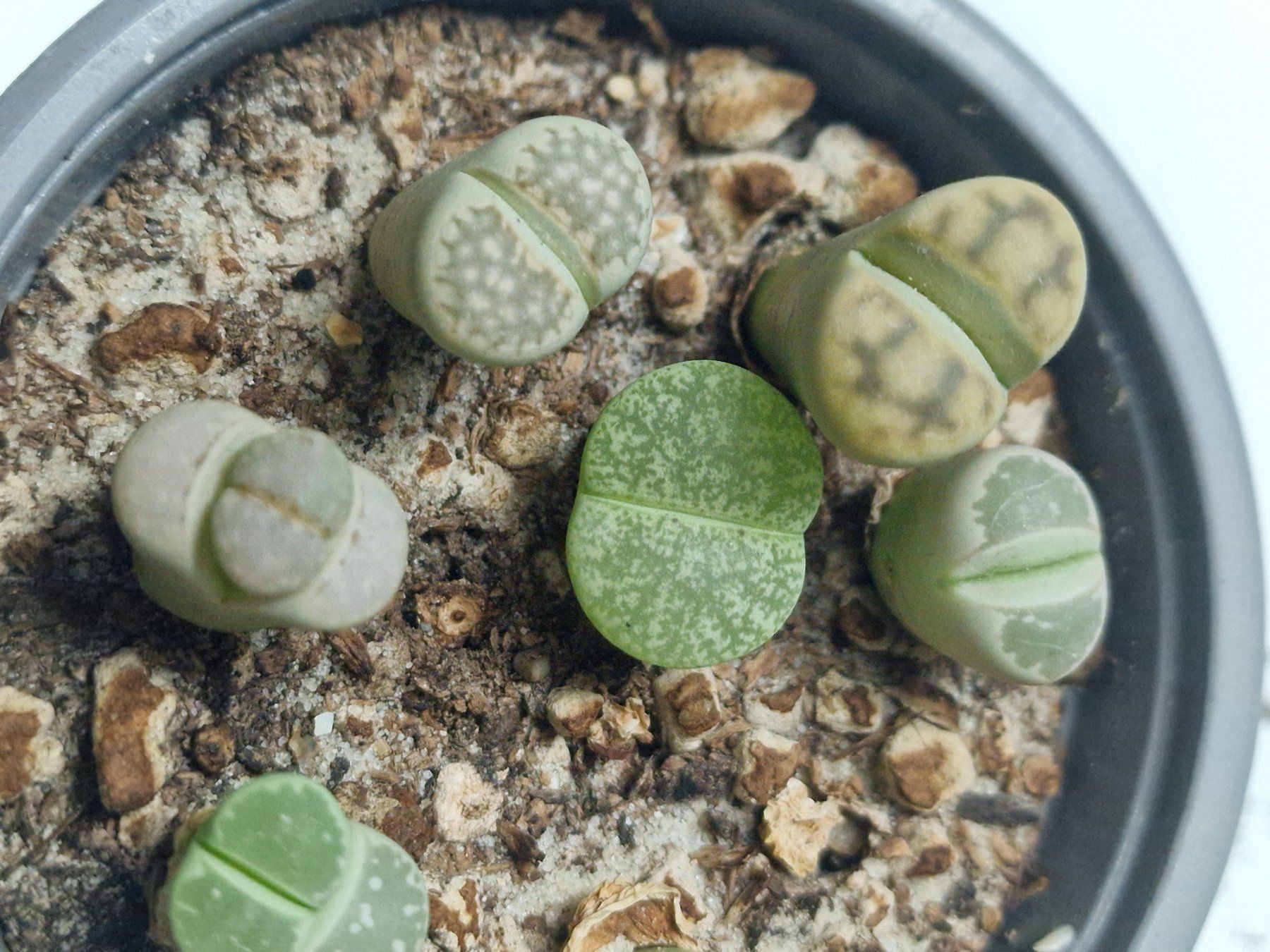 Pflanzen & Samen: Lithops Mix, Lebende Steine, 7 Stück – Gebraucht aus Uerkheim von Justi.y 1