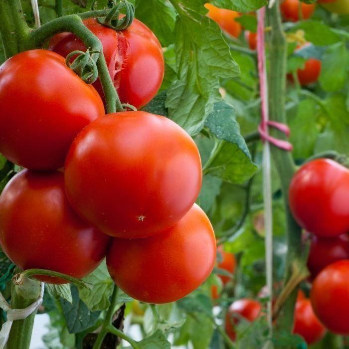 Piante & sementi: 30 Samen Ailsa Craig Tomate – Nuovo (secondo la descrizione) da Ehrendingen venduto da VerveinaSamen 2