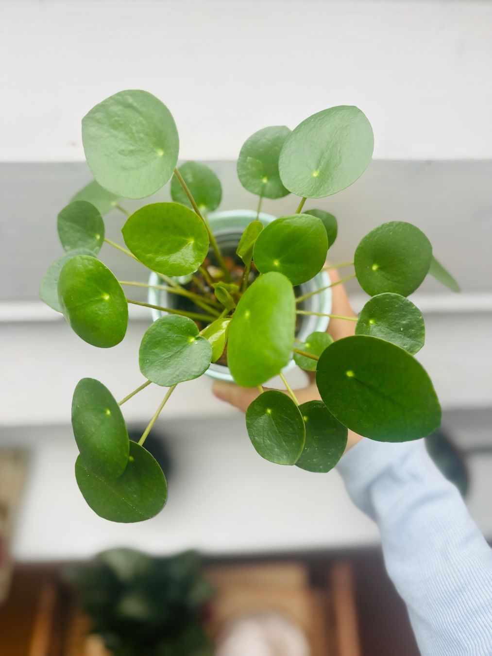 UFOpflanze Chinese Money Plant - indoor house plant (pilea) (Gebraucht) in  Zrich fr CHF 12  nur Abholung auf Ricardo kaufen