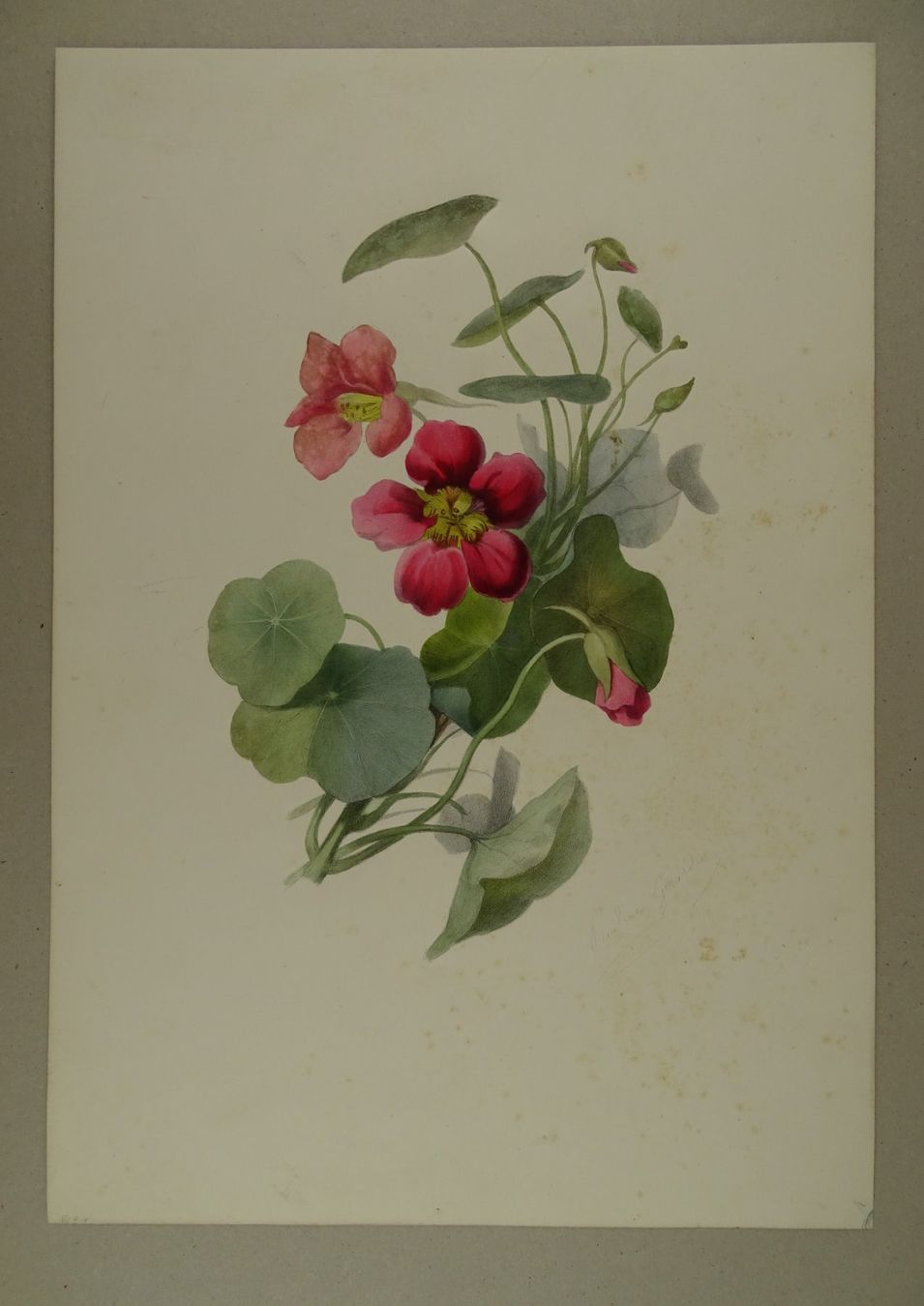 Stiche: FLEUR, BLUME, LITHOGRAPHIE UM 1850 – Gebraucht aus Grüningen von Kartensammler