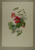 FLEUR, BLUME, LITHOGRAPHIE UM 1850