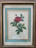 Bild Rosier du Pont, Pierre-Joseph Redouté