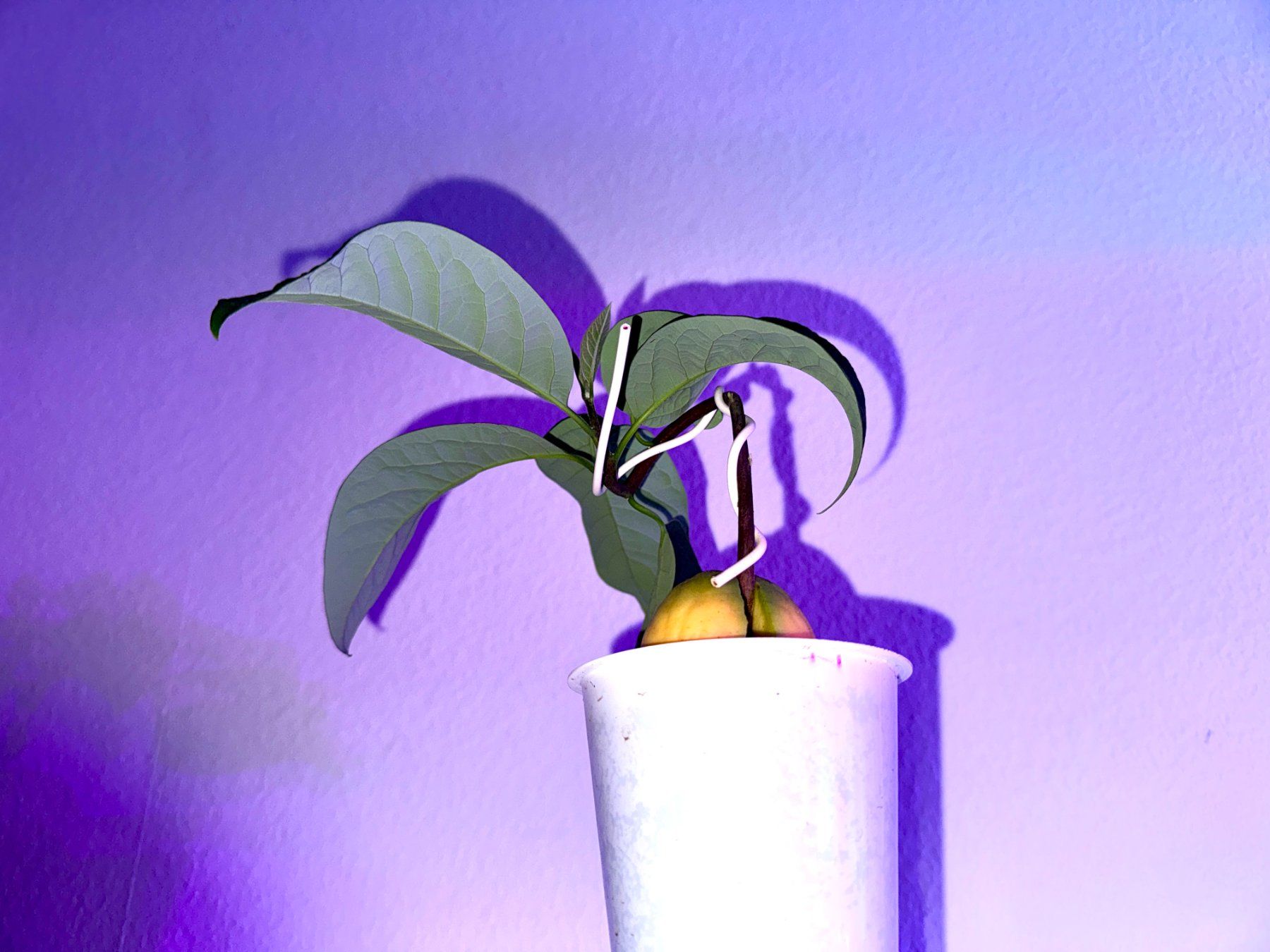 Plantes & graines: Avocado Baum, Bonsai – D'occasion à Schlieren par Edgar_k 2