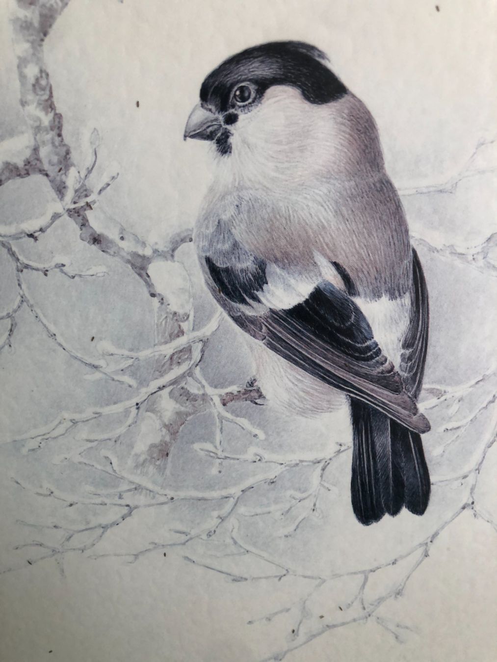 Welt der Tiere: Vogelbild Dompfaff/Gimpel hinter Glas – Gebraucht aus Freienstein von ErnaS01 1