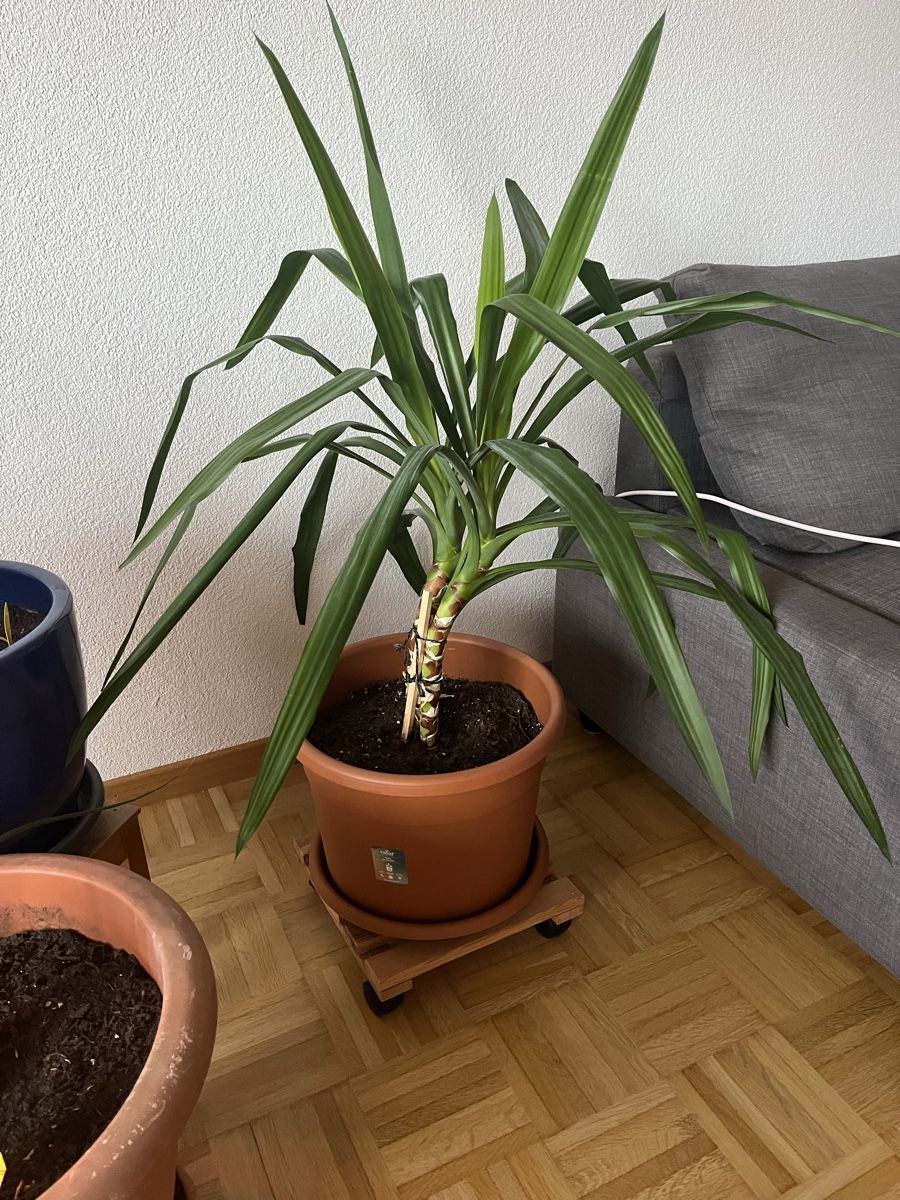 Pflanzen & Samen: Yucca Palme – Gebraucht aus Nidau von Kiwi087 1