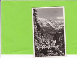 Schynige Platte, Blick auf die jungfrau--Edelweis