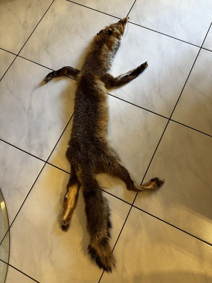 Il mondo degli animali: Fuchsfell -Fox fur pelt for sale – Usato da Olten venduto da Asaliya