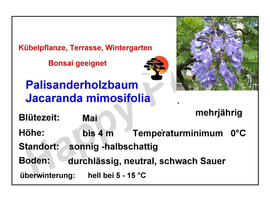 Piante & sementi: Palisanderholzbaum - Jacaranda mimosifolia - 20 Samen – Nuovo e nell'imballaggio originale da Sumiswald venduto da Cham14558 4