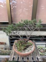 Pinus Mugo Yamadori Bonsai