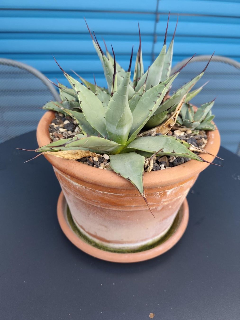 Agave Parryi Winterhart (Gebraucht) in Schachen LU fr CHF 39  nur  Abholung auf Ricardo kaufen
