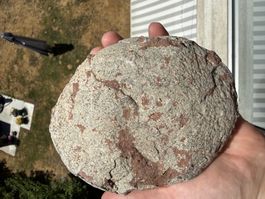 echtes fossiles Saurierei Rarität