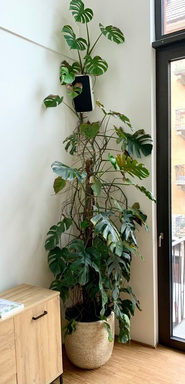 Grosse Monstera inkl. Topf (ca. 3m) Kaufen auf Ricardo
