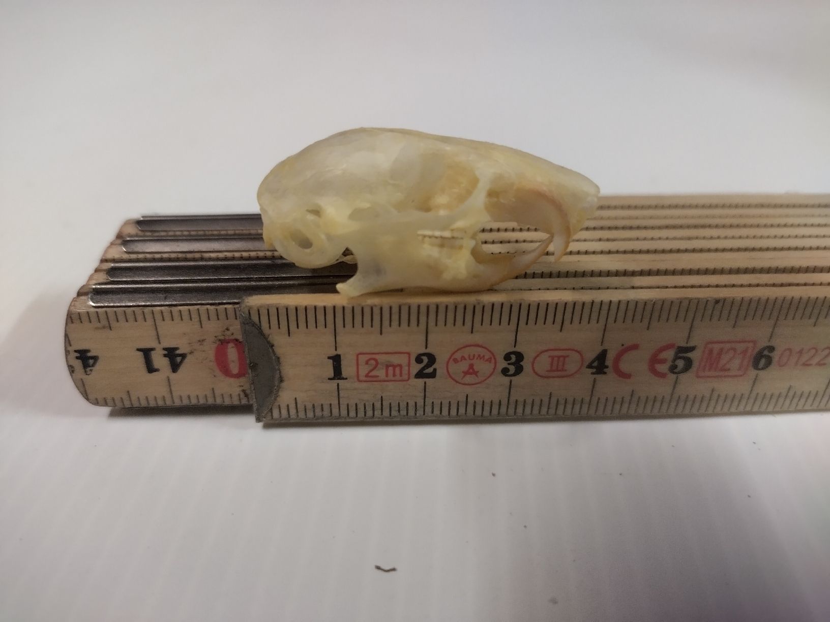 Il mondo degli animali: Hamster Schädel – Usato da Wettingen venduto da Bwalti 1