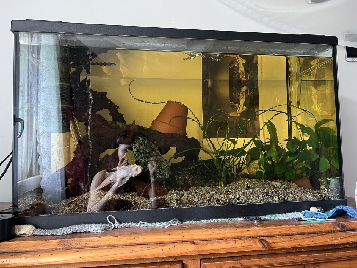 Aquarium: Aquarium – D'occasion à Trogen par lar_r9jr