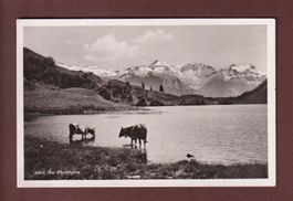 Am OBERBLEGISEE - Kühe - 1939