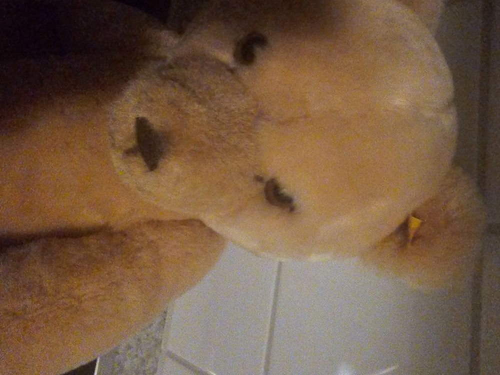 Steiff Teddybär, sehr gut erhalten, Sammlerstück, Top! 5