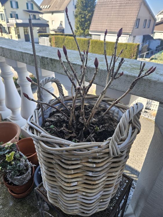 Hortensie Im Topf Kaufen