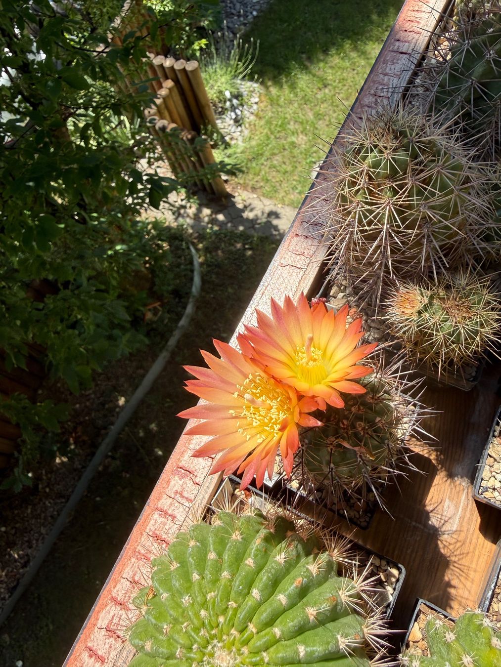 Piante & sementi: Pyrrhocactus andreanus AW 283 – Usato da Rorbas venduto da SimS0n 1