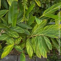 Alpinia Purpurata Variegata - was für ein Blattmuster