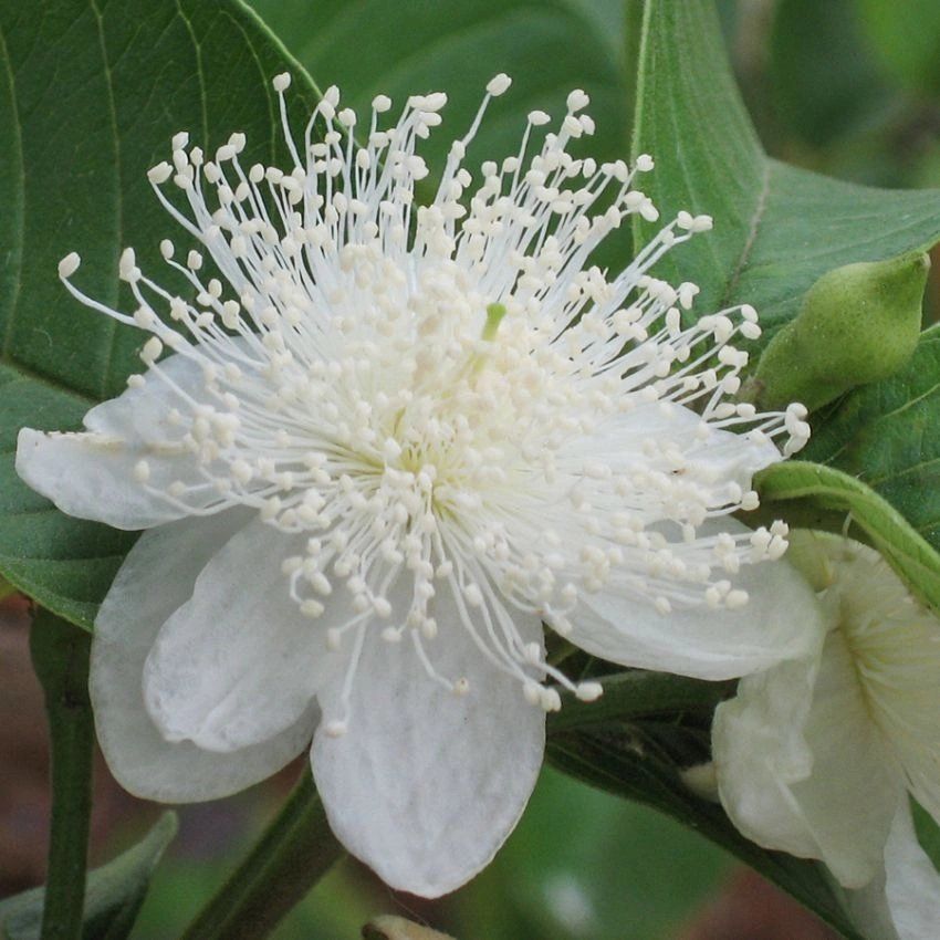 Piante & sementi: Echte Guave - Psidium guajava - 30 Samen – Nuovo e nell'imballaggio originale da Sumiswald venduto da Cham14558
