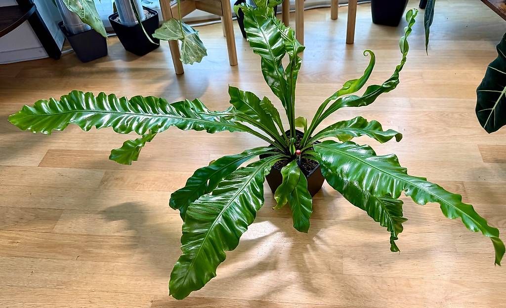 Piante & sementi: Nestfarn (Asplenium), 100cm breit, Selbstbewässerer – Usato da Aadorf venduto da Arkabraa