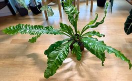 Nestfarn (Asplenium), 100cm breit, Selbstbewässerer