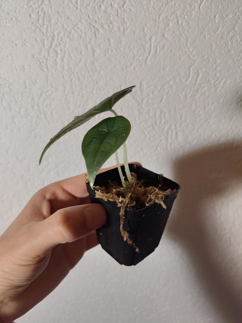 Piante & sementi: Alocasia melo – Usato da Hausen AG venduto da Pflaenzlioase 1