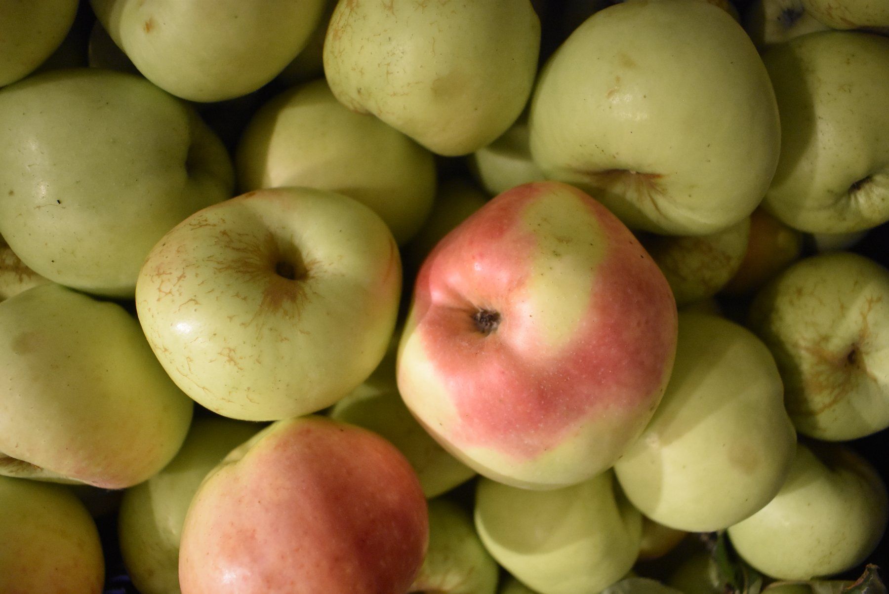 Cibi & Specialità: Frische Äpfel Sorte Dübendorfer Milchapfel – Nuovo (secondo la descrizione) da Otelfingen venduto da Stauffacher61 2