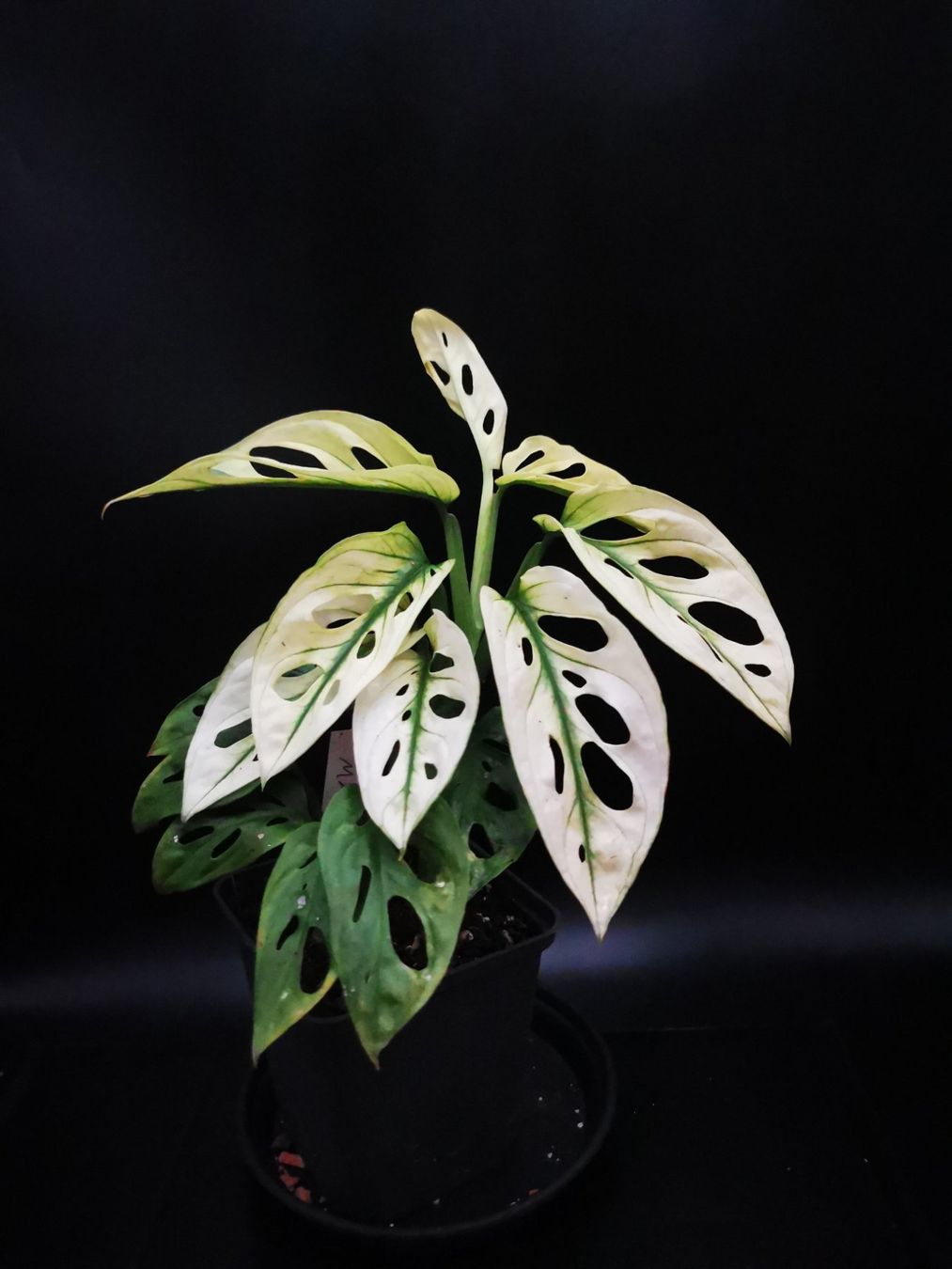 Monstera adansonii archipelago (swedish ghost) (Gebraucht) in Grningen fr  CHF 42  mit Lieferung auf Ricardo kaufen