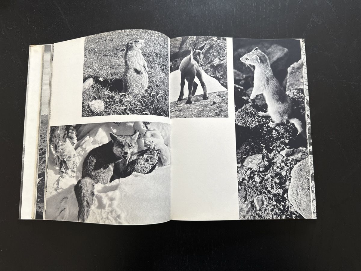Libri: Ewige Höhen – Usato da Erstfeld venduto da Mario_boe0 5