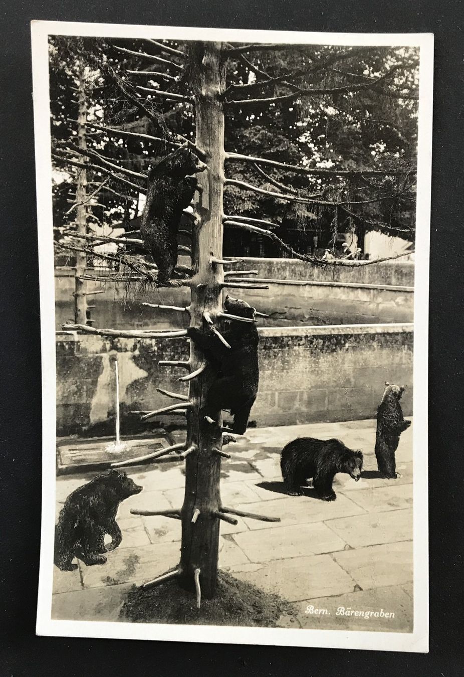 Cartoline postali: ANTIKE ANSICHTSKARTE BÄRENBRABEN BERN – Usato da Ostermundigen venduto da wini63