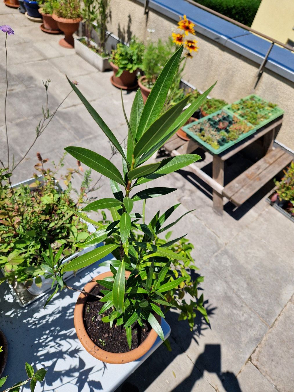Piante & sementi: Oleander dunkelrosa blühend, Terrassenpflanze – Usato da Münchenbuchsee venduto da Aare22 6