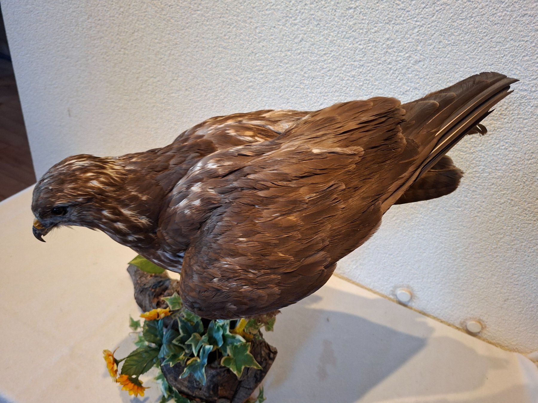 Il mondo degli animali: Mäusebussard 2 – Usato da Wünnewil venduto da Boschung1 1