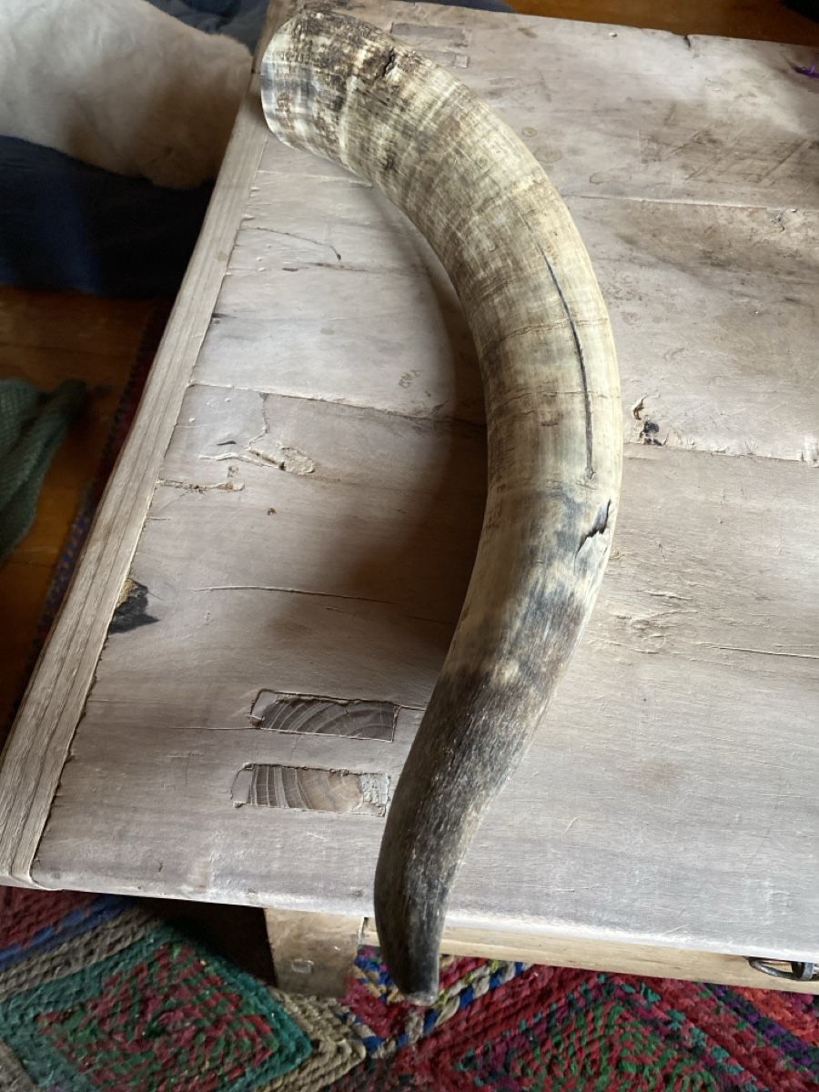 Tutte le decorazioni: Grosser Deko Stierhorn, echtes Horn, – Usato da Amden venduto da stewa03