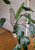 Magnifique Strelitzia nicolai ~ 2,5 m