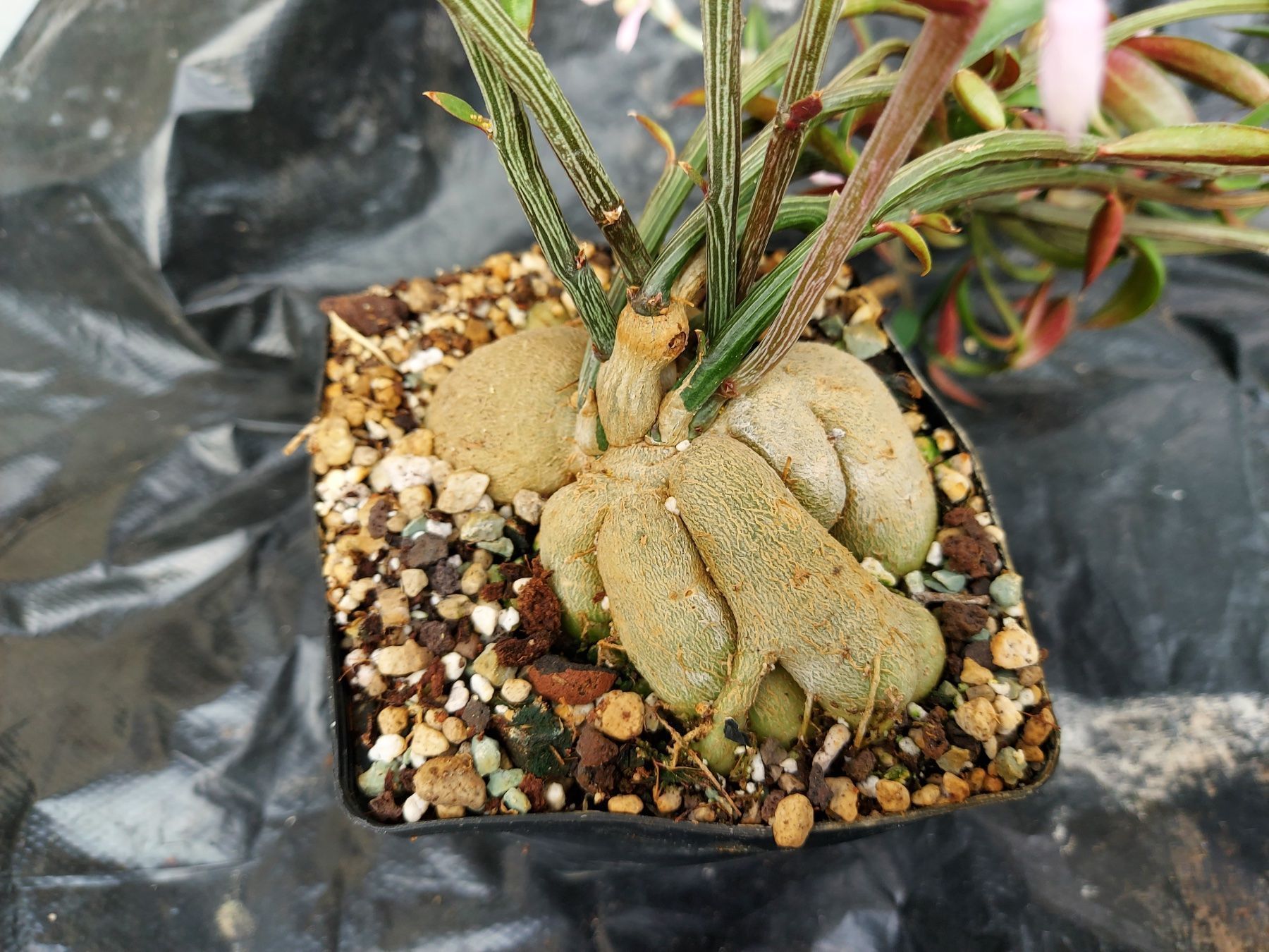 Piante & sementi: Monadenium montanum var. rubellum – Nuovo (secondo la descrizione) da Thalheim venduto da silvara01 6