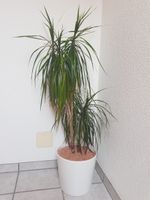 Dracaena Drachenbaum Im Keramiktopf & Seramis 