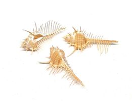 Muschel / Schneckenhaus Murex Pecten 10 - 14 cm *Ausverkauf*