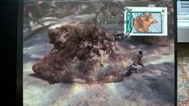 Nevis 1990 Satz Maximumkarten WWF Fechterschnecke