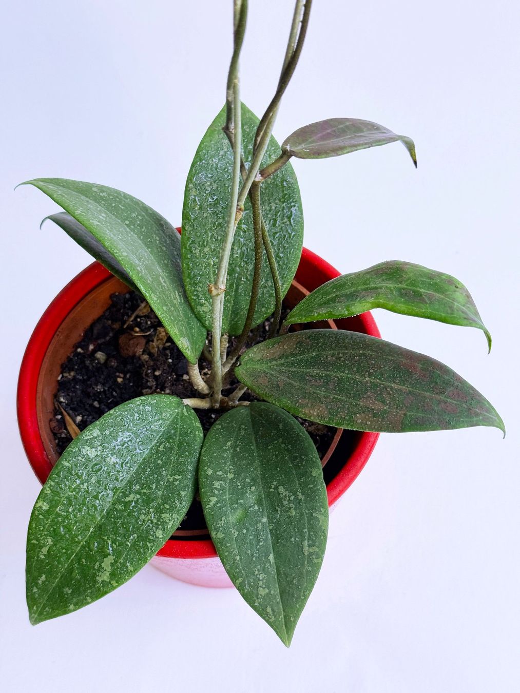 Pflanzen & Samen: Hoya wibergiae***** – Neu (gemäss Beschreibung) aus Dübendorf von Orchid18