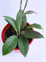 Hoya wibergiae*****