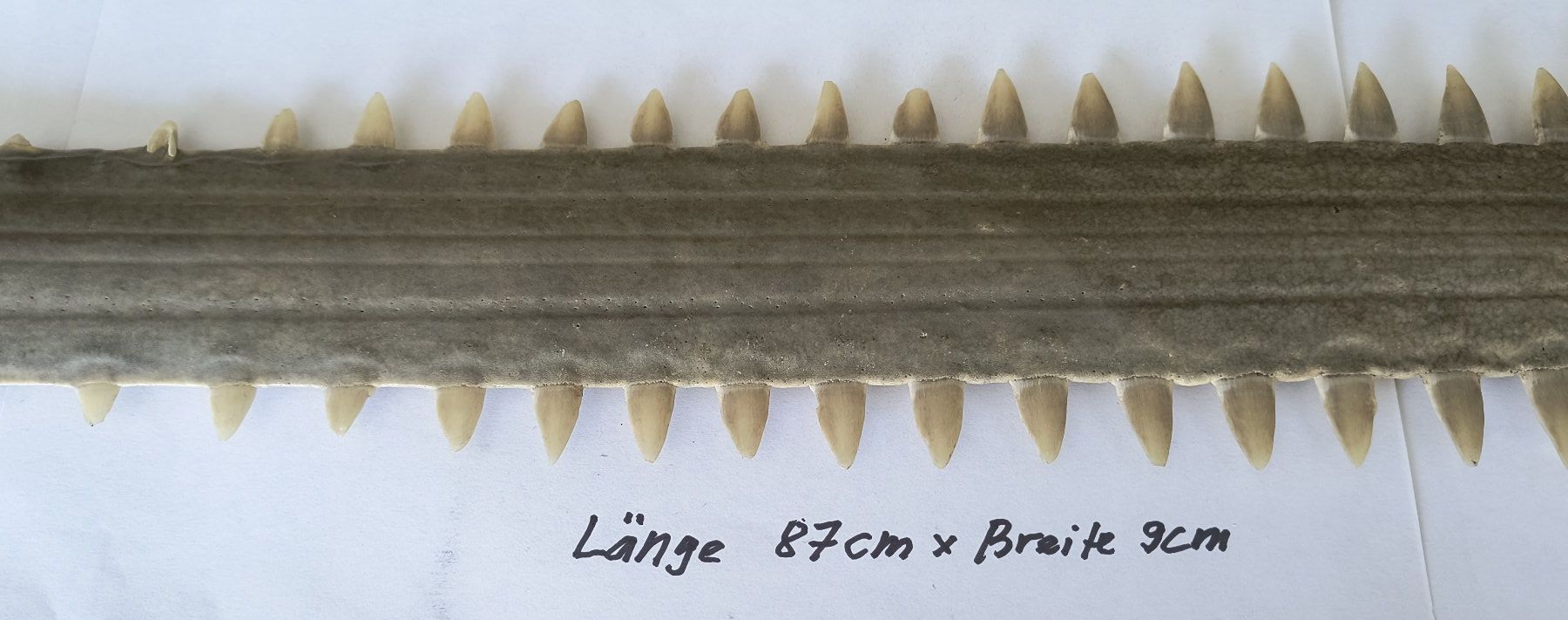 Fossili: Schwertfisch Antik Rochen mit Zähnen – Nuovo (secondo la descrizione) da Laufen venduto da Rimita 1